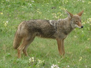 Wikimedia-Coyote2008